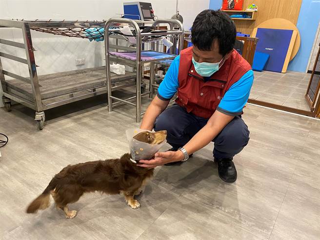 瘫犬「咖啡」经过治疗已可恢復行走，相当亲人，并与动保处查核人员互动。（新北市动保处提供／李奇叡新北传真）