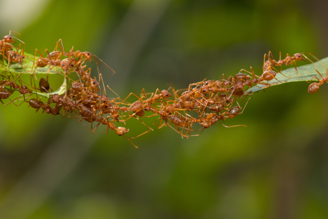 根據一項新研究指出，地球上至少有2萬兆隻螞蟻。（示意圖／shutterstock）