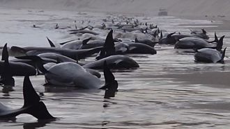 230頭領航鯨擱淺澳洲海岸 半數恐已死亡
