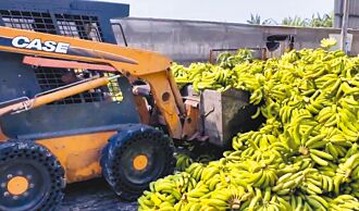 又見香蕉堆滿山 農糧署助去化餵豬