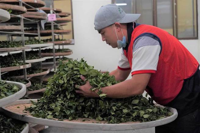 农委会茶叶改良场近期举办2022全国部分发酵茶制茶技术竞赛，新北市青农选手机乎囊括半数奖项。（新北市农业局提供）