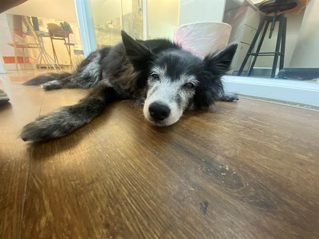 毛宝贝失智症视觉、听觉和活动力都开始退化，常出现原地徘徊的问题。（新北市动保处提供）