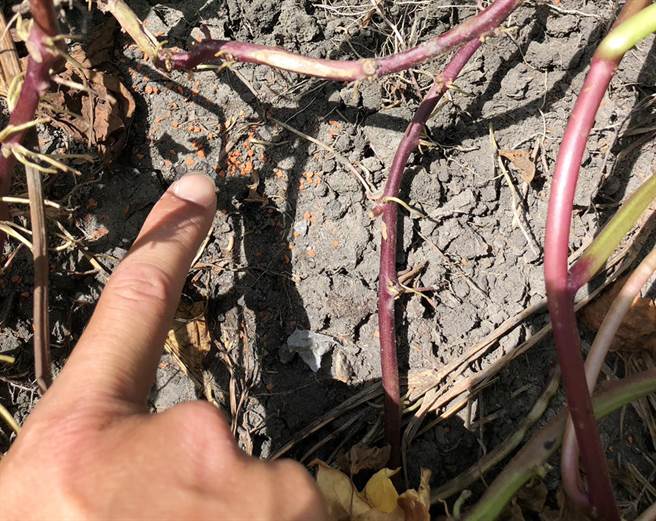 农民发现承租业者大量使用砖红色颗粒的托福松农药。（吴敏济服务处提供）