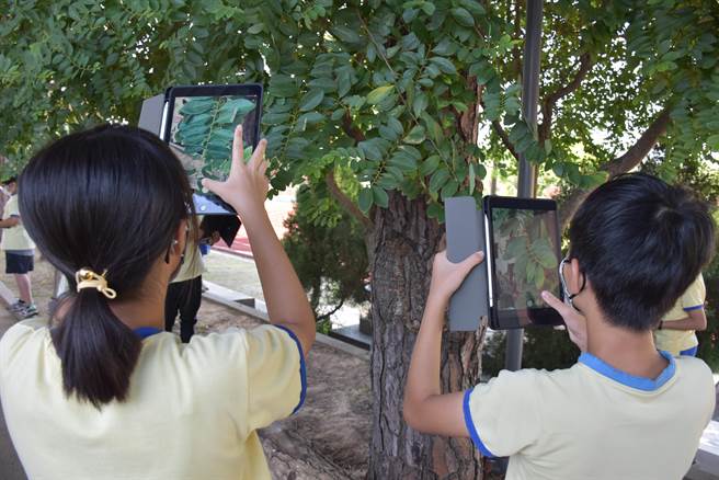 头份市侨善国小学生利用平板电脑来识别植物种类。（谢明俊摄）
