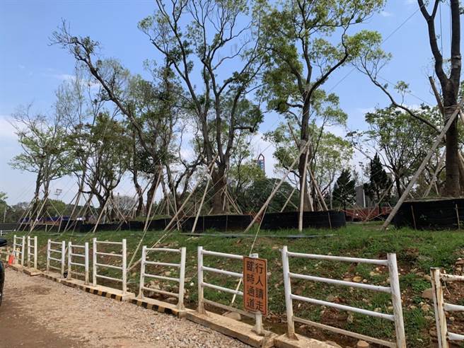 為配合中原營區區段徵收工程，桃園新工處將移植215棵樹木於9月24日封閉中壢普忠路南北各1車道。（呂筱蟬攝）