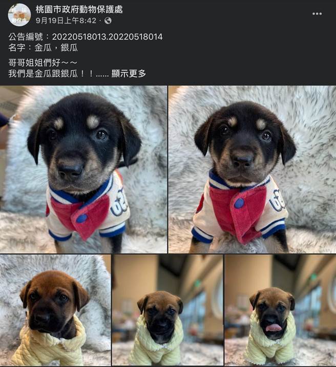 桃园市动保处委托外包厂商挑选亲人的犬只，撰写脸书送养文加以推广。（图取自桃园市动保处脸书粉专／陈梦茹桃园传真）