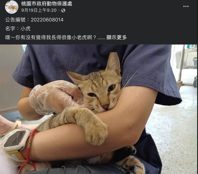 桃园市动保处委托外包厂商挑选亲人的犬只，撰写脸书送养文加以推广。（图取自桃园市动保处脸书粉专／陈梦茹桃园传真）