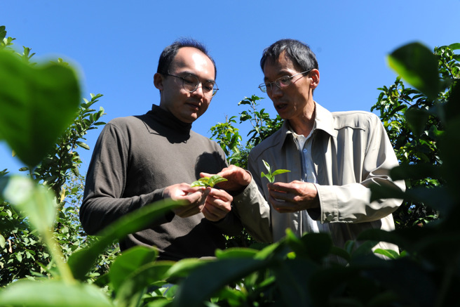 曾冠颖和他父亲在茶园劳作。（作者提供）