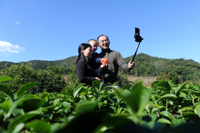 曾冠颖一家三口走在自家茶园里，录制短视频介绍「茶叶小百科」。（作者提供）