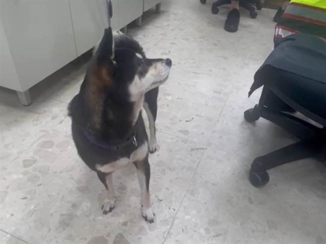 桃园杨梅一名谢姓女子19日下午发现爱犬走失，紧急报案求助。（翻摄画面／蔡明亘桃园传真）