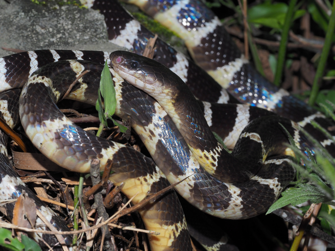 大陆1名女子于2018年时2度网购雨伞节，没想到拆开包裹后竟遭毒蛇咬死，法官判6名相关人赔偿151万元。（示意图/Shutterstock提供）
