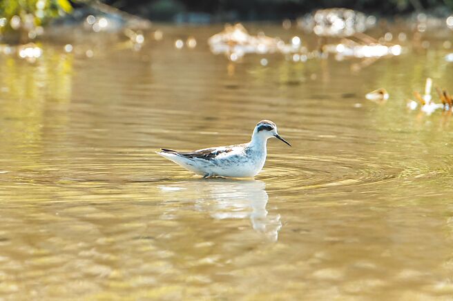 随着流域污染整治见效，较为稀有少见的红领瓣足鹬也现身林口溪周边。（林口区公所提供／吕健豪新北传真）