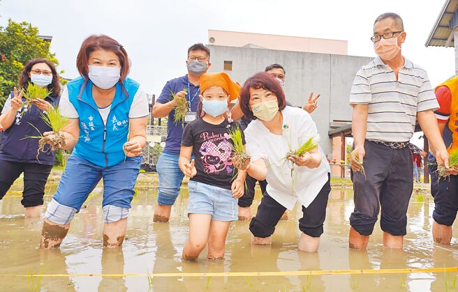 嘉义市北园国小20日举办插秧种稻体验课程，今年与农业试验所嘉义分所合作，栽种「幸福嘉义米─台农82号」，师生与嘉义市长黄敏惠（右二）等人赤脚踩进田里，种下一株株秧苗。（吕妍庭摄）