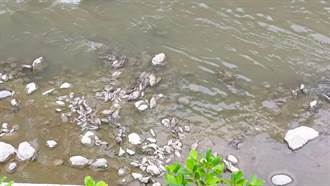 排水溝魚群鴨隻死亡 環保局：目前無偷排汙水情事