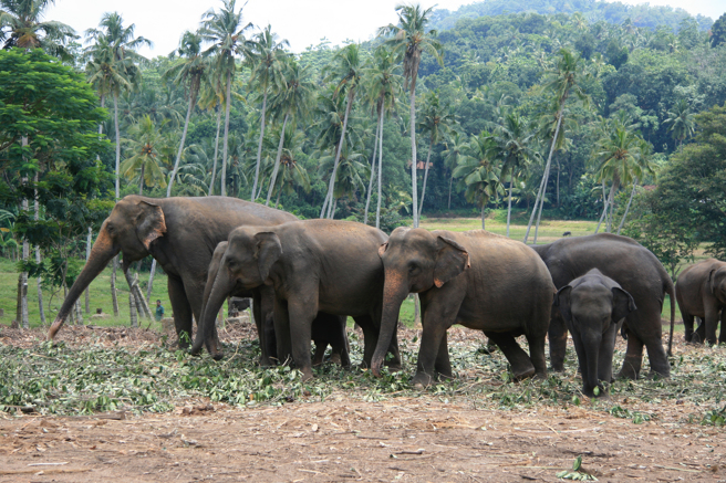 大陸雲南一頭亞洲象受困蓄水池裡，村民趕緊向相關單位求助，亞洲象獲救後停留原地表達謝意。(示意圖/達志影像)