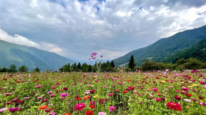 武陵農場露營區百日草與大波斯逐次綻放中，形成一大片五彩繽紛的花海。（武陵農場提供／陳淑娥台中傳真）