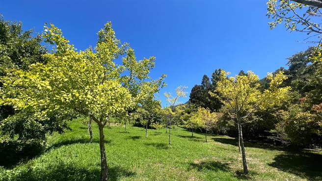 武陵農場銀杏悄悄轉變為淡鵝黃色。（武陵農場提供／陳淑娥台中傳真）