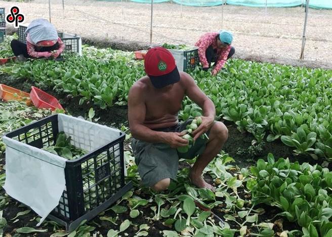 因应劳工职业灾害保险职业病种类表增订职业病种类，职安署近日陆续增订「职业性二甲基乙酰胺中毒认定参考指引」、「职业暴露锆及其化合物引起之疾病参考指引」及「职业暴露有机粉尘引起之有机粉尘毒性症候群认定参考指引」。（报系资料照）