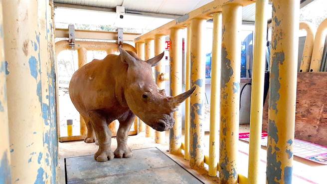 犀牛们定期到繁育研究基地健康检查，测量身形(图/六福旅游集团提供)