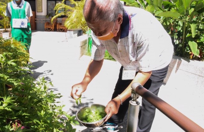 阿公买了九层塔苗，天天浇水施肥，还能为料理加菜添味。(照片/慈济科技大学提供)