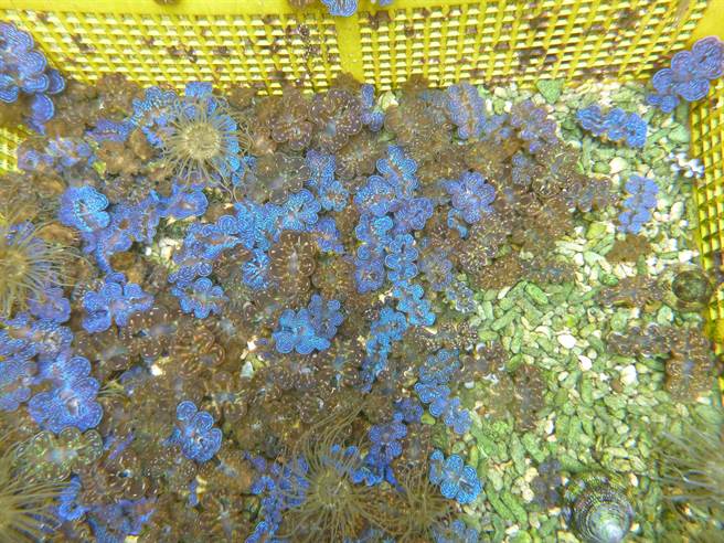 屏县府为挽救小琉球近年大幅衰退的潮间带生态，今年启动復育试验计画，22日将蓄养成功的砗磲贝进行首次潮间带现地移植。（屏县府提供／谢佳潾传真）