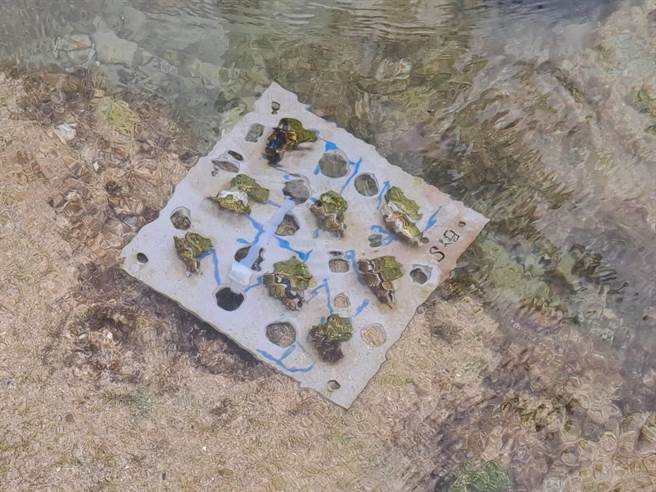 屏县府为挽救小琉球近年大幅衰退的潮间带生态，今年启动復育试验计画，22日将蓄养成功的砗磲贝进行首次潮间带现地移植。（屏县府提供／谢佳潾传真）