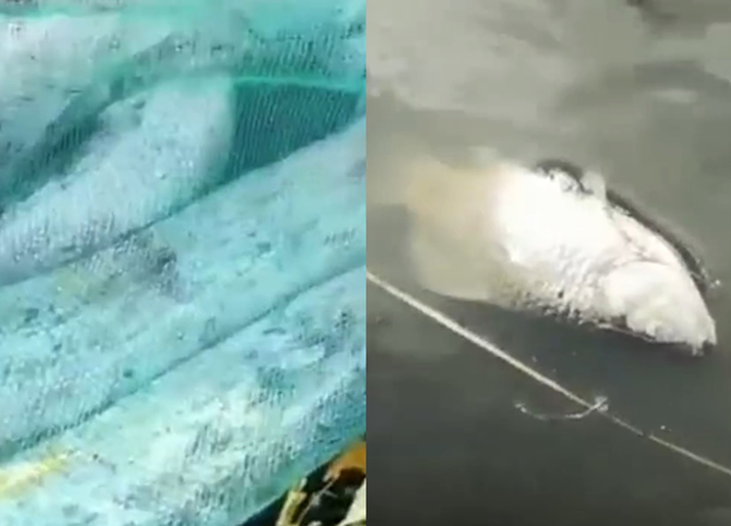 大陆男子发现几千斤的鱼苗瞬间少太多，一抽乾养殖池的水竟见50公斤巨蟒。（翻摄自微博）