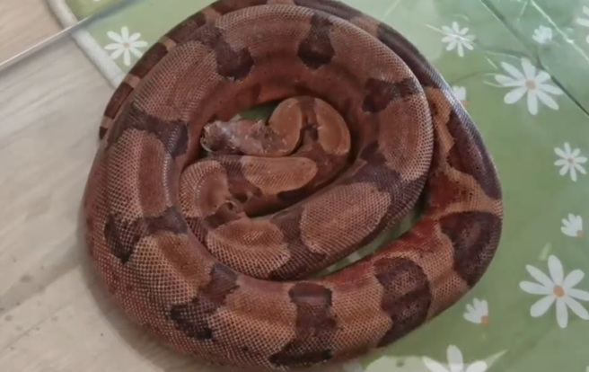 50公斤巨蟒后来送去将关鑑定，确认是大陆2级保育类的红尾蚺。（翻摄自微博）