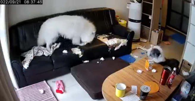 家中放置全新皮沙发，2小时后家中2的大狗就将整座沙发咬得支离破碎，隔一天沙发就报废丢弃了，该网友无奈PO文「谢谢沙发短暂陪伴，我们怀念它」。（翻摄自脸书「爆废公社公开版」）