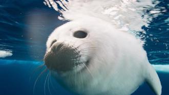 冰凍星球II紀錄片揭暖化影響 海豹寶寶來不及長大