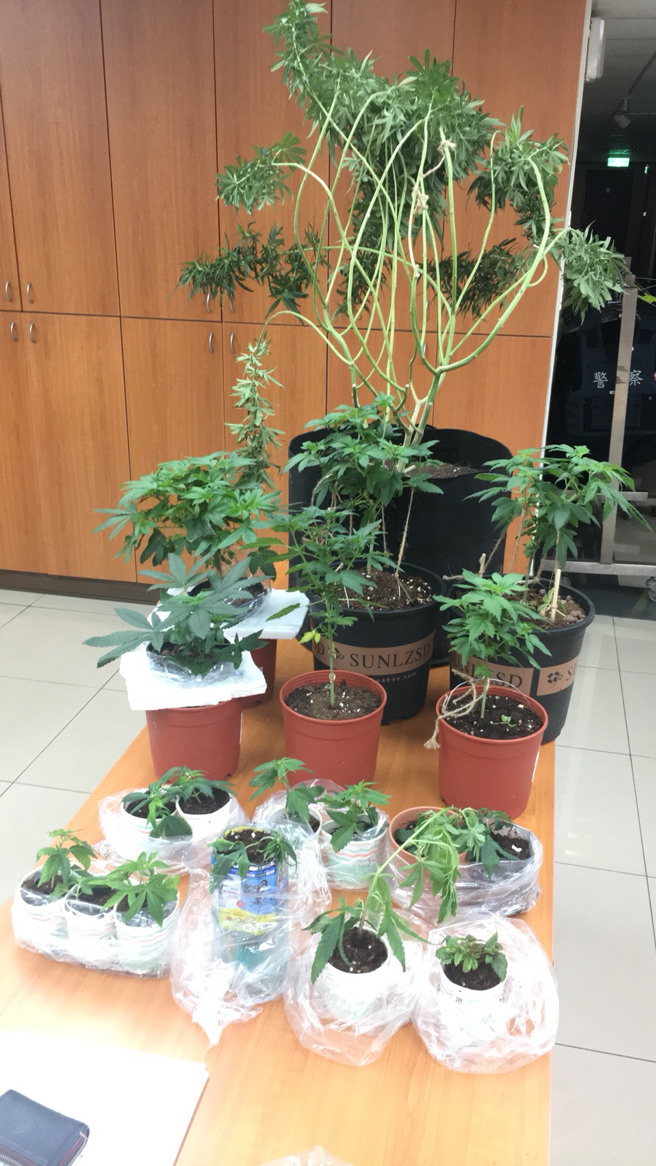男在家自种大麻盆栽贩售，向妻子谎称该植栽仅为观赏用之枫叶。(警方提供)
