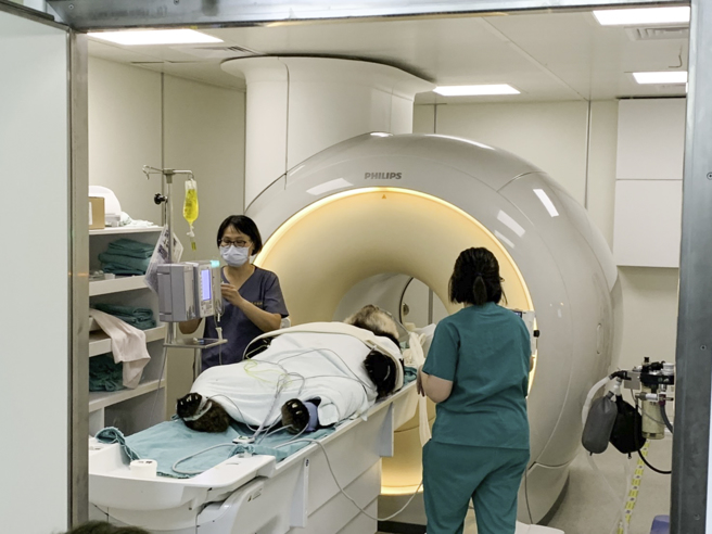 大貓熊團團腦部病變，接受精密檢查。（北市動物園提供）