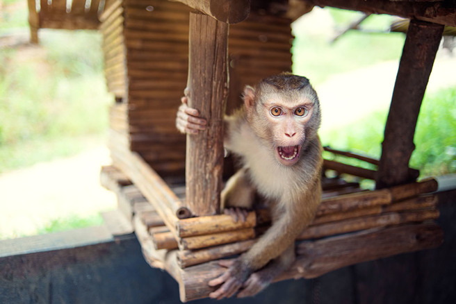气头上的猴子从高处一跃而下，并使出过肩摔将男子摔在地上。（示意图／达志影像）