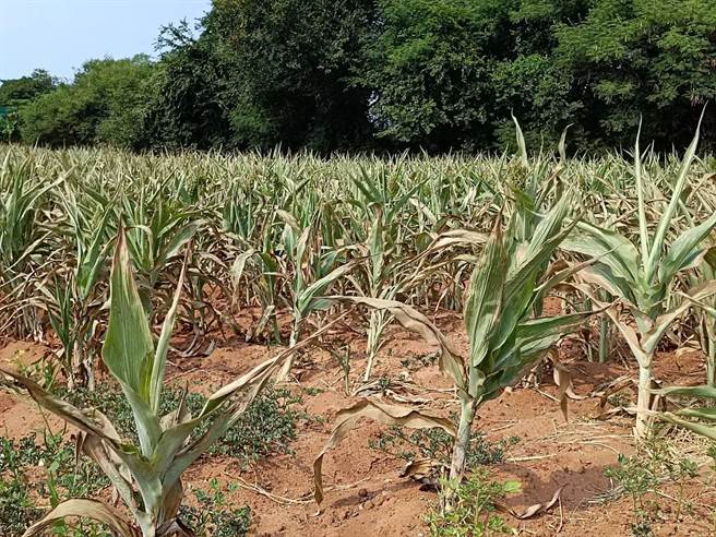 金门地区自8月上旬降雨后迄今，仅有零星雨量，正值秋季抽穗期的高梁若遇乾旱，恐带来农作灾情(图金门县政府提供)