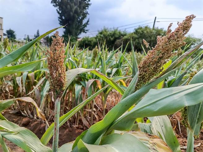 自即日起至9月30日止，县府开放荣湖、兰湖及烈屿乡西湖等3座湖库供农民取水灌溉作物，避免辛苦种植的高粱血本无归(图金门县政府提供)