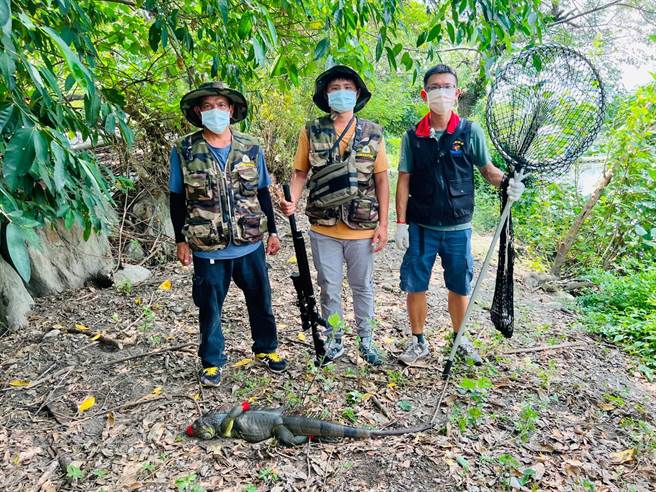 民眾目击，花莲市美崙溪一处养殖鱼塭附近出现绿鬣蜥，县府派员前往移除。（花莲县府提供／王志伟花莲传真）