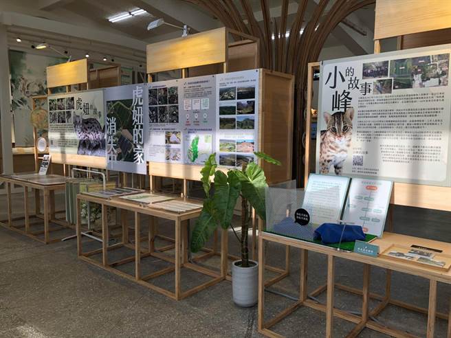台湾石虎24日将在东势林业文化园区登场，带领民眾一窥石虎的生命故事。（东势林管处提供／陈淑娥台中传真）