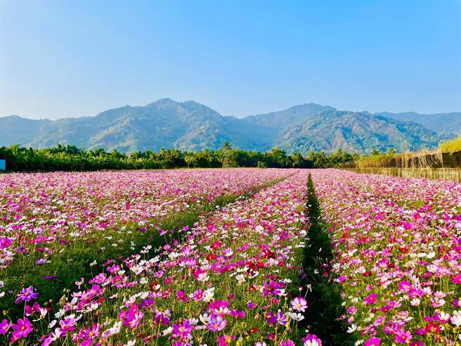 每年农历春节展出的美浓花海受到民眾喜爱，2022年花海吸引12万观光人次，人数创下疫情来最高峰。（高雄市美浓区公所提供／林雅惠传真）