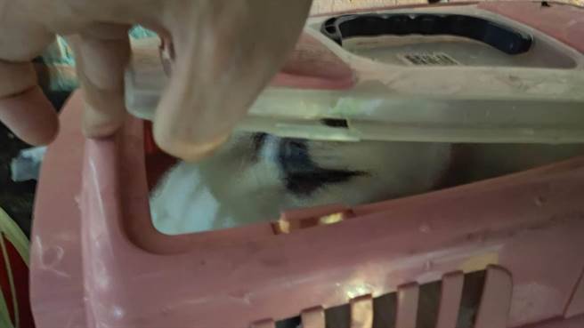 警消在火警工厂的3楼发现大量犬只，但全数没有立即性危险，已通报动保处到场了解。（新北消防局提供）