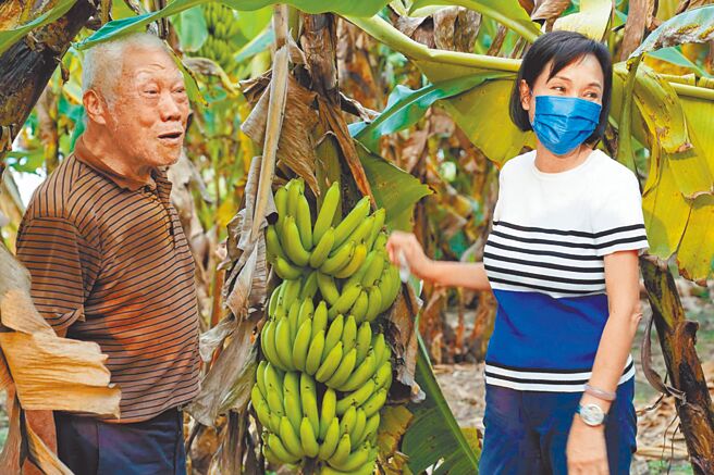 國民黨高雄市長參選人柯志恩（右）21日拜訪蕉農，發現收購價只有2.6到8元多，平均只有5元多，「蕉農心在淌血」。（柯志恩提供／柯宗緯高雄傳真）