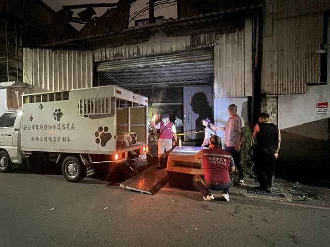 新北市新庄区思源路87巷铁皮工厂被揭发是非法养殖场，动保处今前往视察发现多数犬只已被转移至苗栗，且多被割除声带，后续将对饲主开罚114万8000元罚缓。（新北市动保处提供）