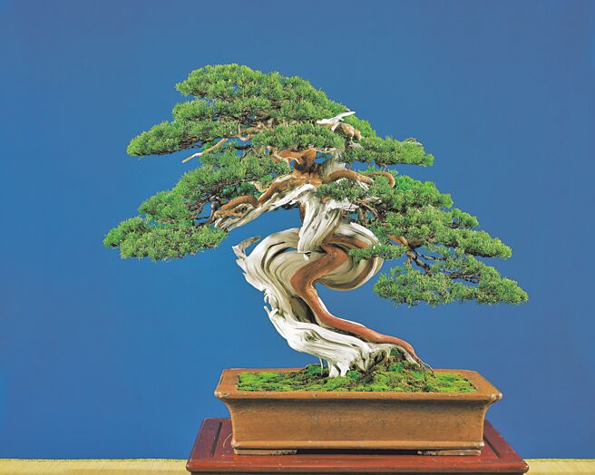 BCI六十周年国际盆栽赏石大展-真柏盆景。 图／苏家庄园提供