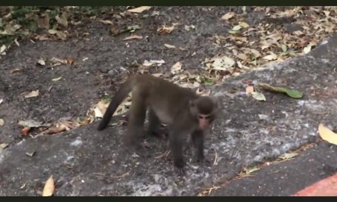 朱国珍》宜兰巧遇美猴王（图/爱传媒提供）