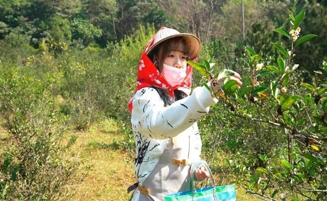 新北市農業局推出漫遊樹興農特產食農體驗，民眾可以體驗採茶等多項活動。（新北農業局提供）