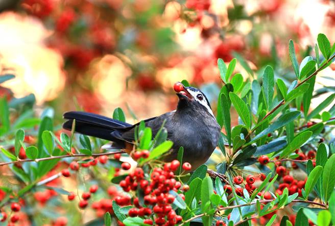 杉林溪「状元红」成熟时，吸引鸟类觅食。（杉林溪提供／廖志晃南投传真）