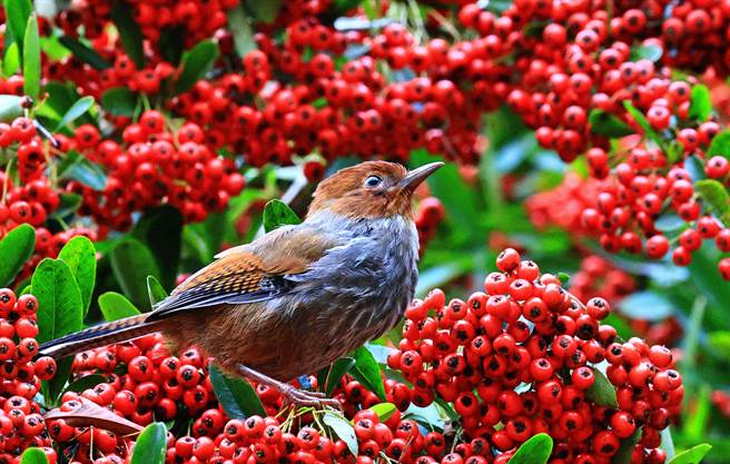 杉林溪「状元红」成熟时，吸引鸟类觅食。（杉林溪提供／廖志晃南投传真）