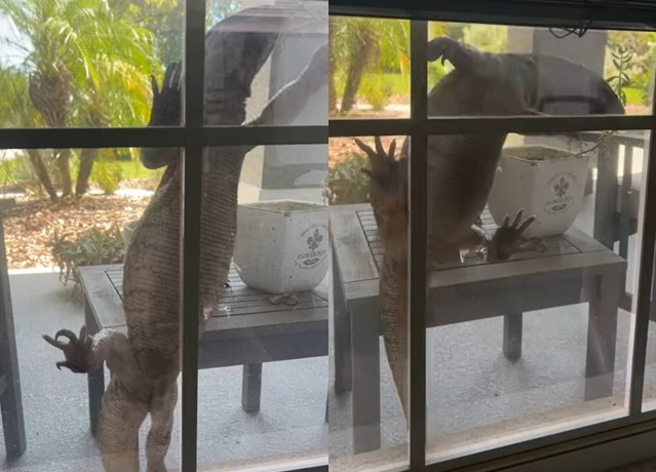 女屋主惊见窗外有只巨大蜥蜴攀爬，还不时伸出舌头吓人，她形容该巨蜥「像极了哥吉拉」。（翻摄自脸书）