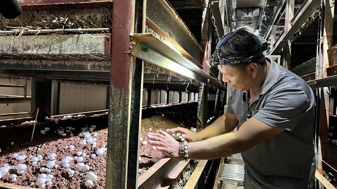 来自台南市柳营区的林谷霖，10年前从两栖特勤部队退伍后，在因缘际会下，接触洋菇产业。（张毓翎摄）