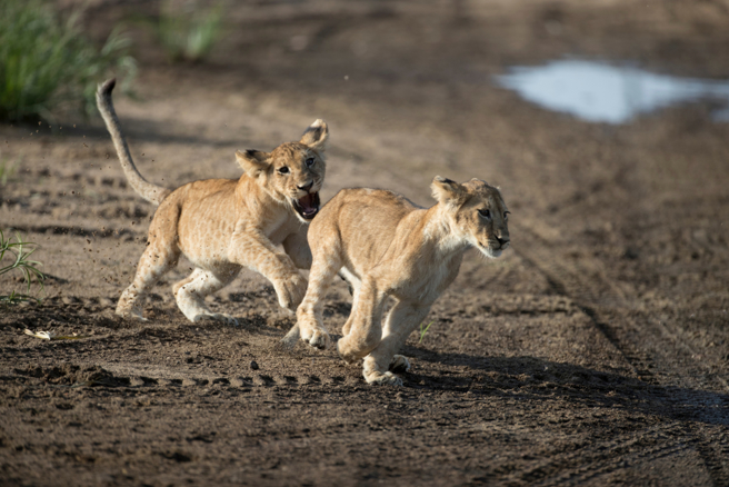 牡羊座、射手座、天蠍座如果喜歡上了就會盡全力在一起，就像獅子追著獵物一樣，一定要捕獲成功。（示意圖／Shutterstock）
