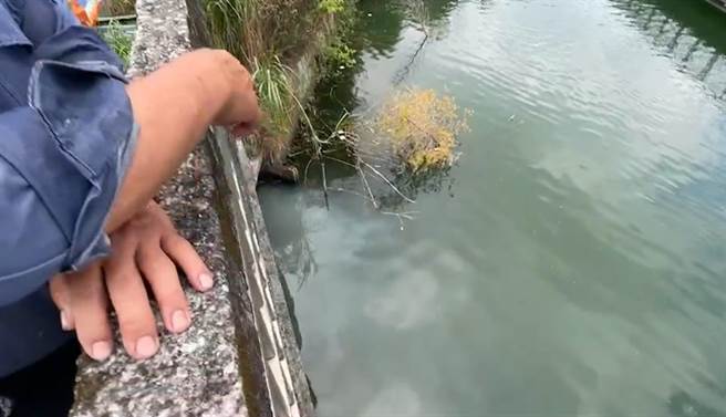 居民发现白色液体排入日月潭，碧绿湖水瞬间变成牛奶色，质疑旅宿业者偷排废水。（杨静茹摄）